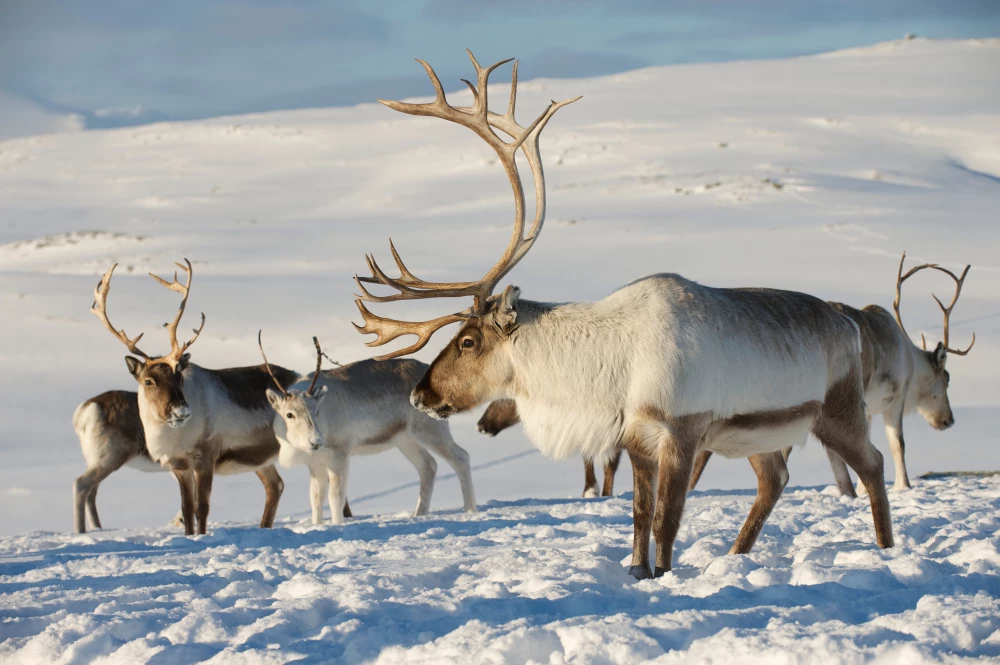 Gyakorlás Szöveges feladatok