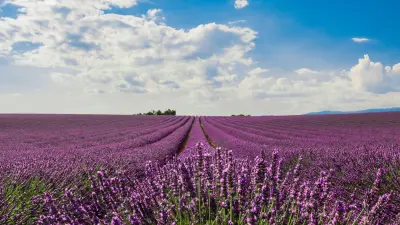 4. A nyávogó kiscica - elbeszélő fogalmazás (2025/1)