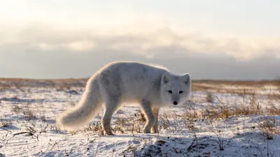 2. A kecskekörmök (2023/2)