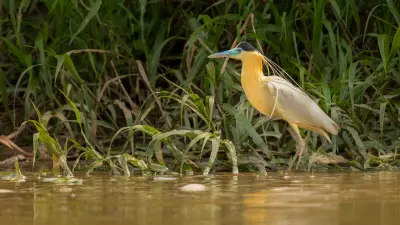 Szótő és toldalék
