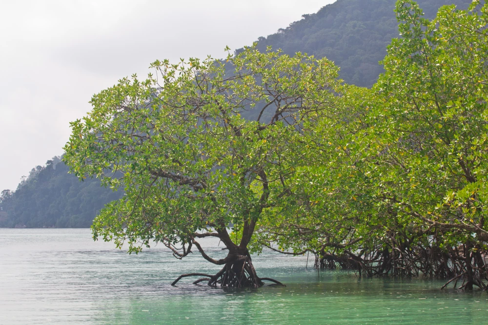 n-edik gyök, törtkitevős hatvány