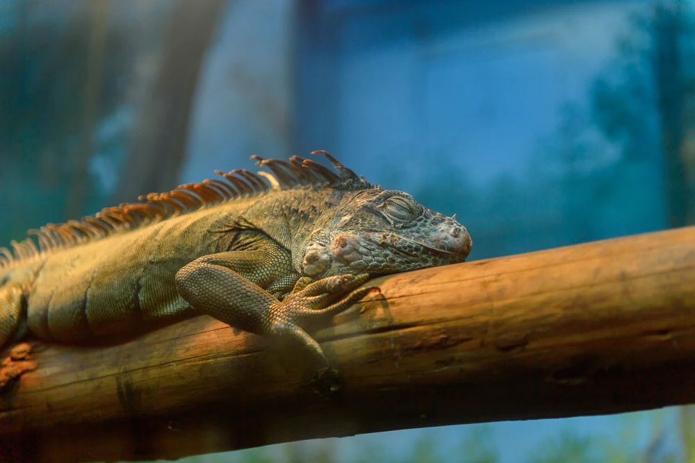 Nevezetes azonosságok - alapok