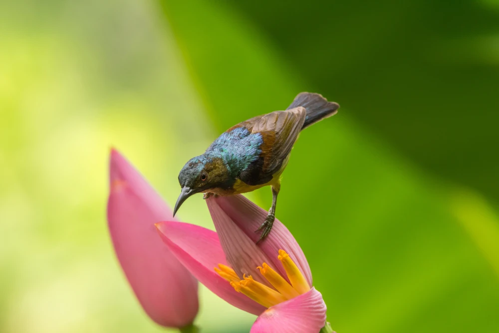 Szögfüggvények derékszögű háromszögekben - gyakorlás