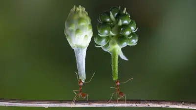 Kerület, terület