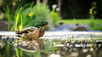 Nehezebb szövegesek 2.